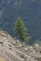 Le mélèze ! en montant à Chabournéou il marque la moitié du chemin Le mélèze ! en montant à Chabournéou il marque la moitié du chemin
